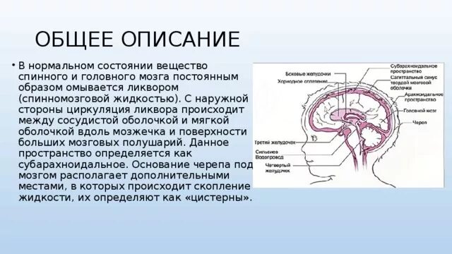 Что такое ликвор в головном мозге. Глиальные клетки вырабатывающие ликвор. циркуляция спинномозговой жидкости в головном мозге.