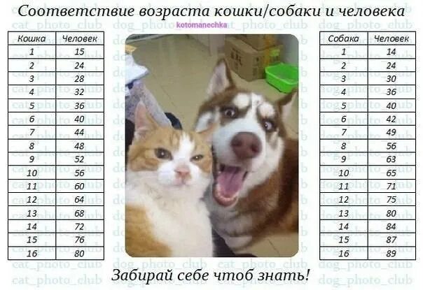 Как узнать год собаки. Возраст собаки по человеческим меркам таблица хаски. Таблица возраста собак мелких пород. Таблица соотношения возраста собаки к возрасту человека. Собаке 1 год сколько по человеческим меркам таблица.