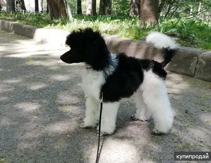 Пудель санкт петербург