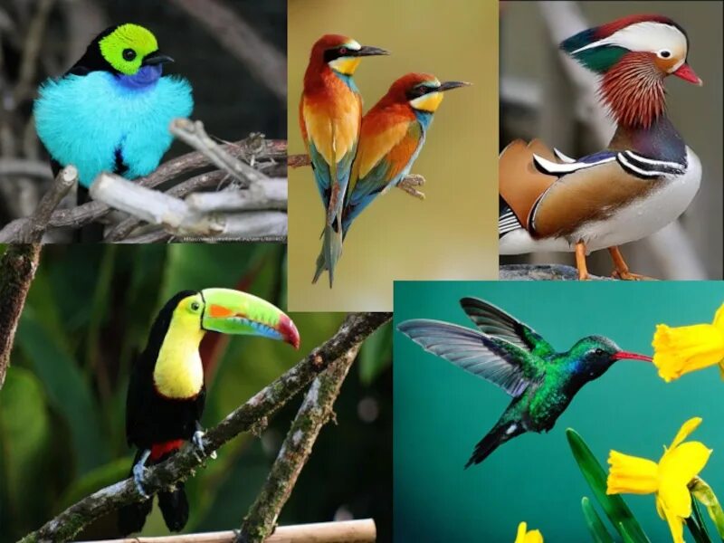 Птички класс. Многообразие птиц. Разнообразный мир птиц. Биоразнообразие птиц. Килевые птицы.