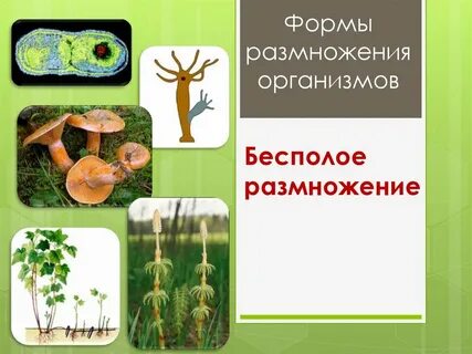 1 размножение организмов