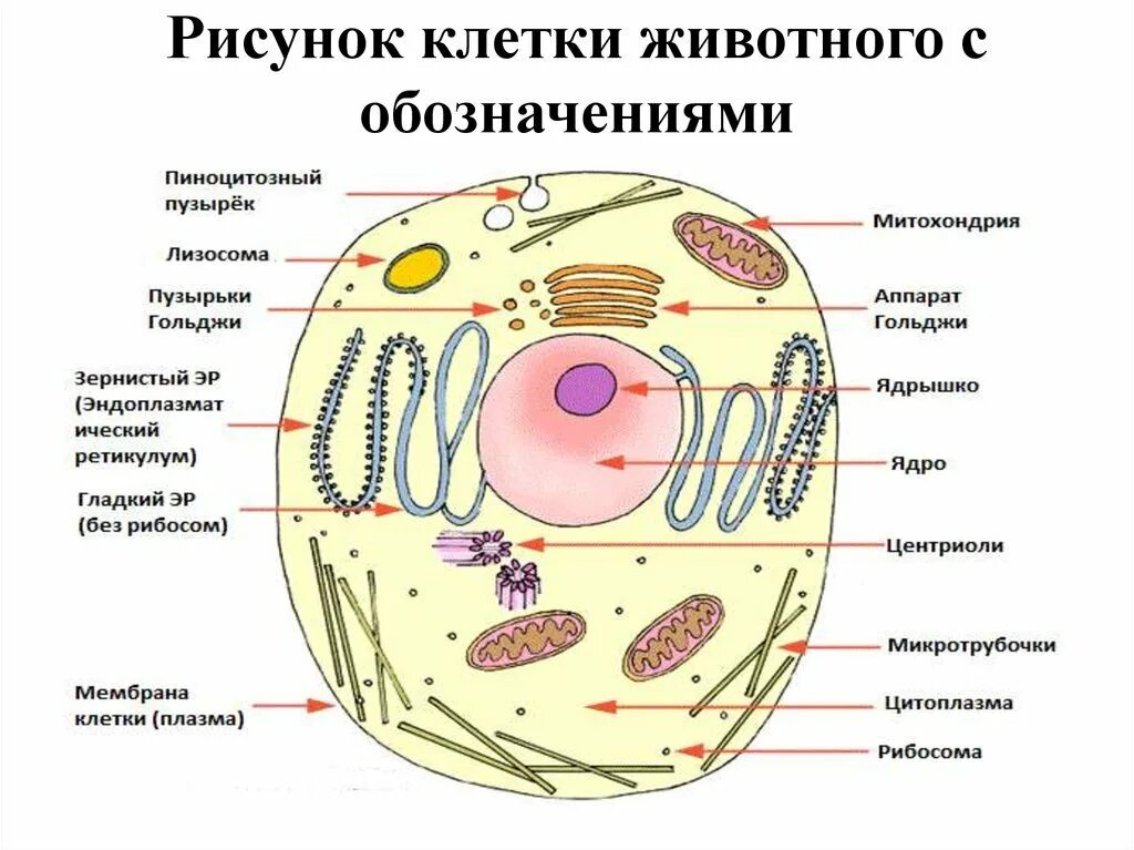 Схема клетка живая. Строение клетки животного с обозначениями. Строение животной клетки рисунок. Схематичное изображение животной клетки. Структура животной клетки рисунок.