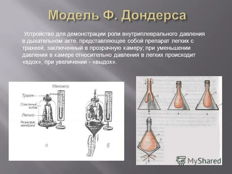 Модель которую впервые предложил голландский физиолог дондерс. Механизм вентиляции лёгких модель Дондерса.. Модель Дондерса механизм вдоха и выдоха. Модель Дондерса механизм вдоха и выдоха схема. Механизм дыхания модель Дондерса.