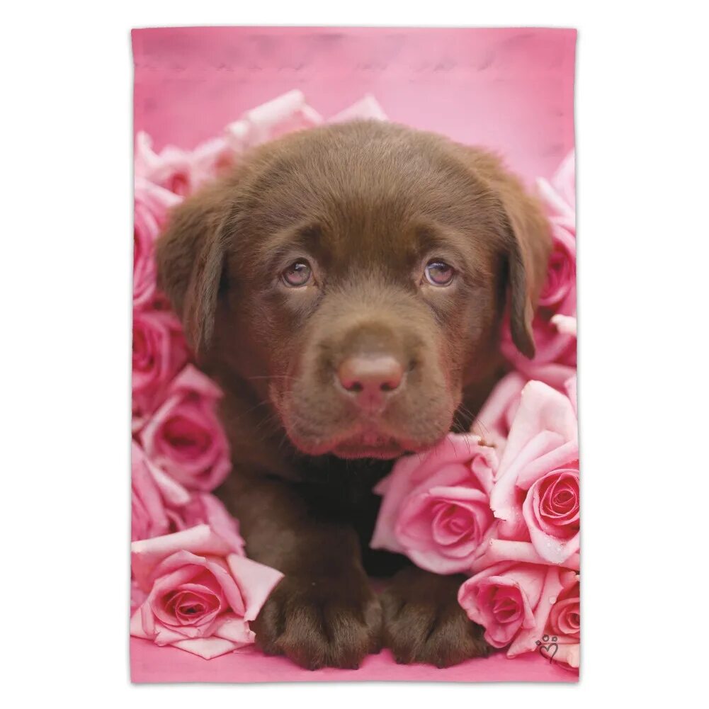 Get adorable
