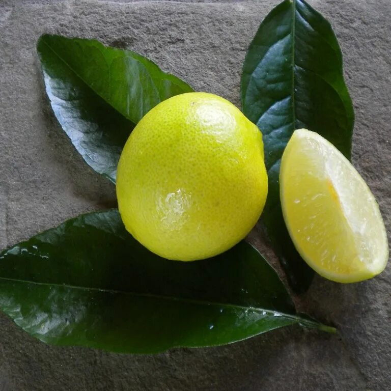 Sweet lemon. Таитянский лайм (Citrus latifolia). Лайм персидский Таити. Лайм сорт Таити. Цитрус лимон Вариегата.