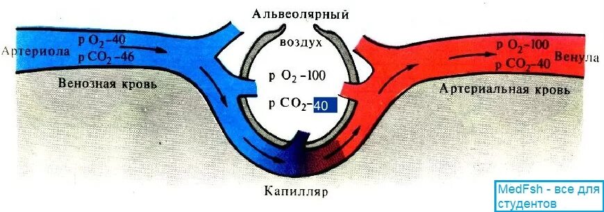 Обмен газов между альвеолярным воздухом. Схема диффузии кислорода и углекислоты в легких и тканях. Альвеолярная вентиляция легких. Диффузия газов.. Схема газообмена между капиллярной кровью и тканями. Диффузия газов в легких.