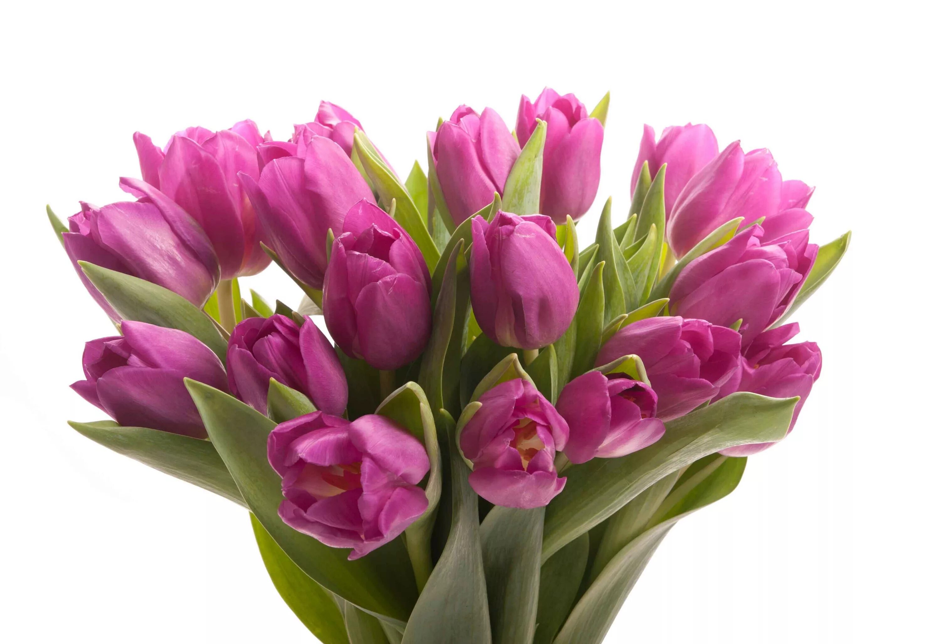 Тюльпаны для фотошопа на прозрачном