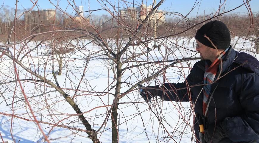 Обрезка деревьев в воронеже. Приспособление для прививки плодовых деревьев.