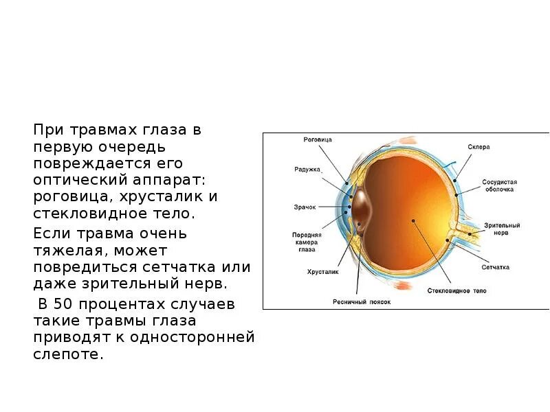 Хрусталик и стекловидное тело. Стекловидное тело глаза. Повреждение роговицы глаза. Травмы глаза презентация. Роговица образована