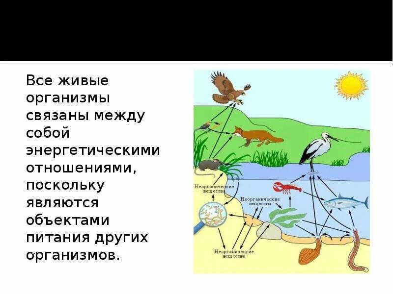 Живые организмы связаны. Живые организмы связаны между собой. Как взаимосвязаны живые организмы между собой. Связь пищевых цепей между собой.