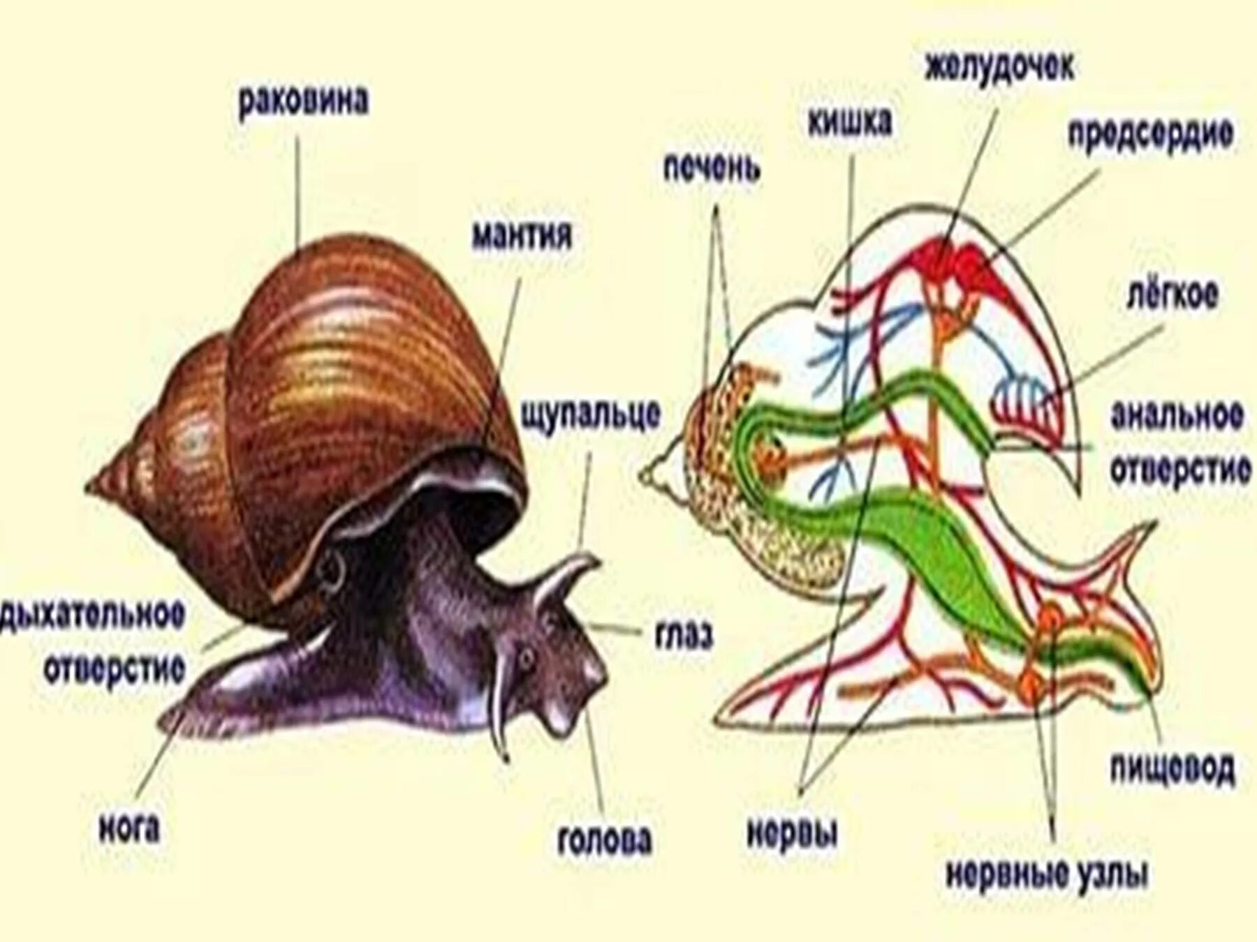 Внешнее и внутреннее строение брюхоногих. Внешнее строение прудовика. внешнее и внутреннее строение прудовика. брюхоногий прудовик строение. строение малого прудовика.
