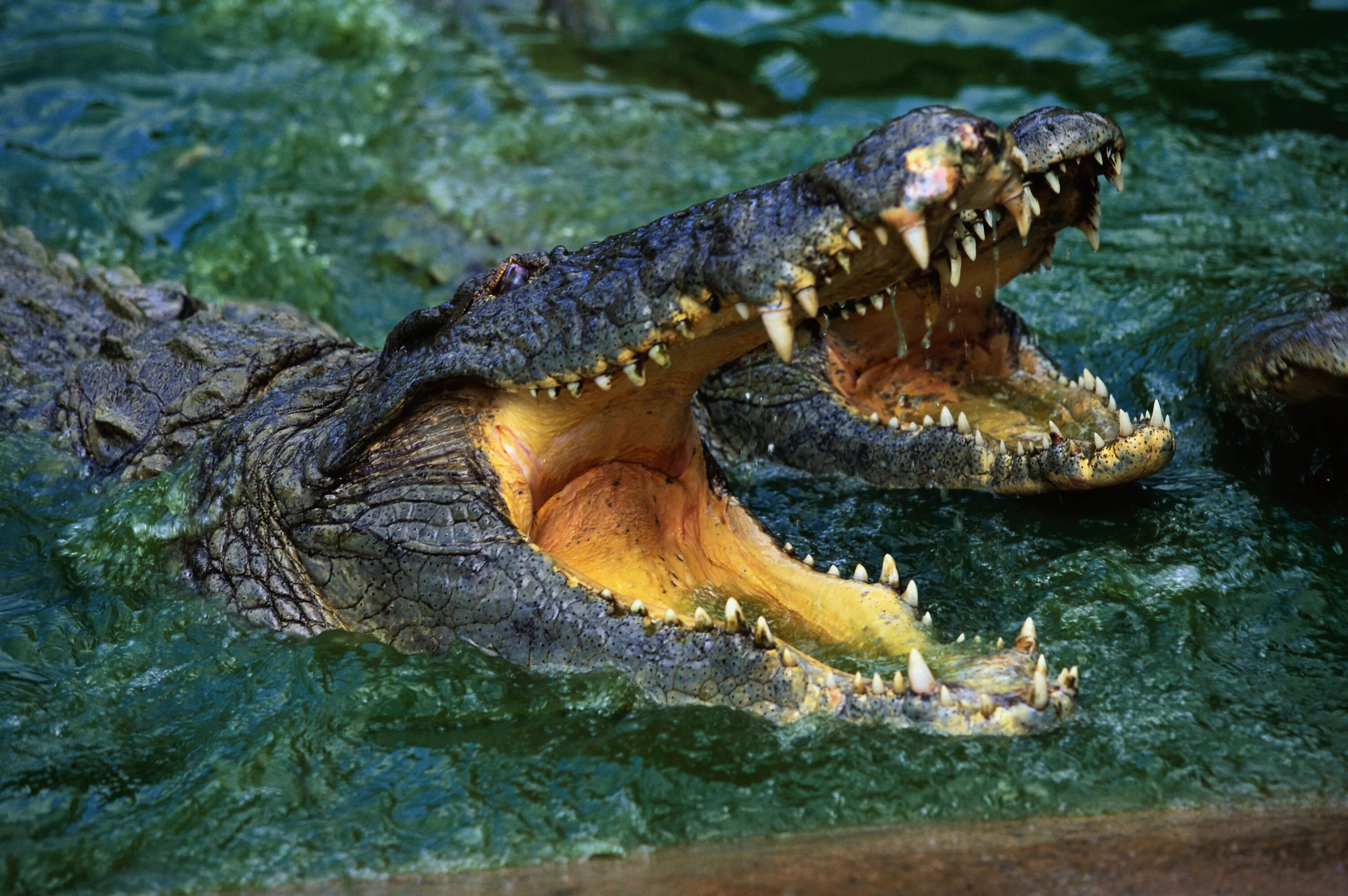 Гребнистый крокодил зубы. Австралийский узкорылый крокодил. Морской гребнистый крокодил хищник.