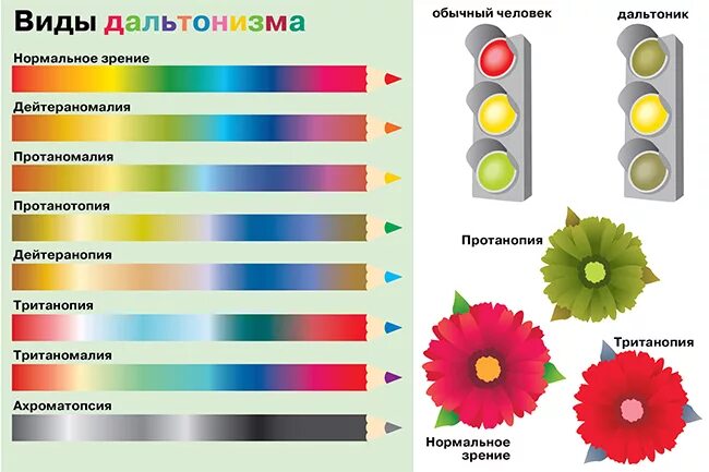 Название цветов фото - DelaDom.ru