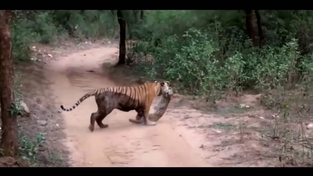 Тигр против алабая. Тигр нападает на собаку. Нападение леопарда на человека. Тигр и собака дружба. Нападение животных в зоопарке.