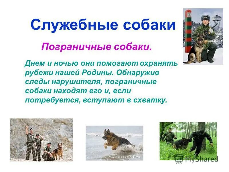 Американский стаффордширский терьер и доберман. Служебные домашних животных. Служебные собаки презентация. Служебные домашние животные примеры. Какие есть служебные животные.