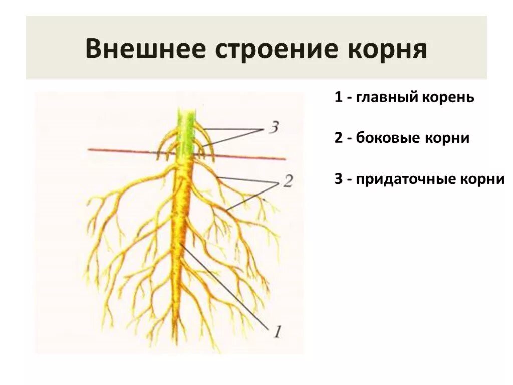 Строение корня ответ. Рис 104 строение корня. Внешнее и внутреннее строение корня, зоны корня. Внутреннее и внешнее строение корня биология 6. Внешнее строение корня и корневых систем.