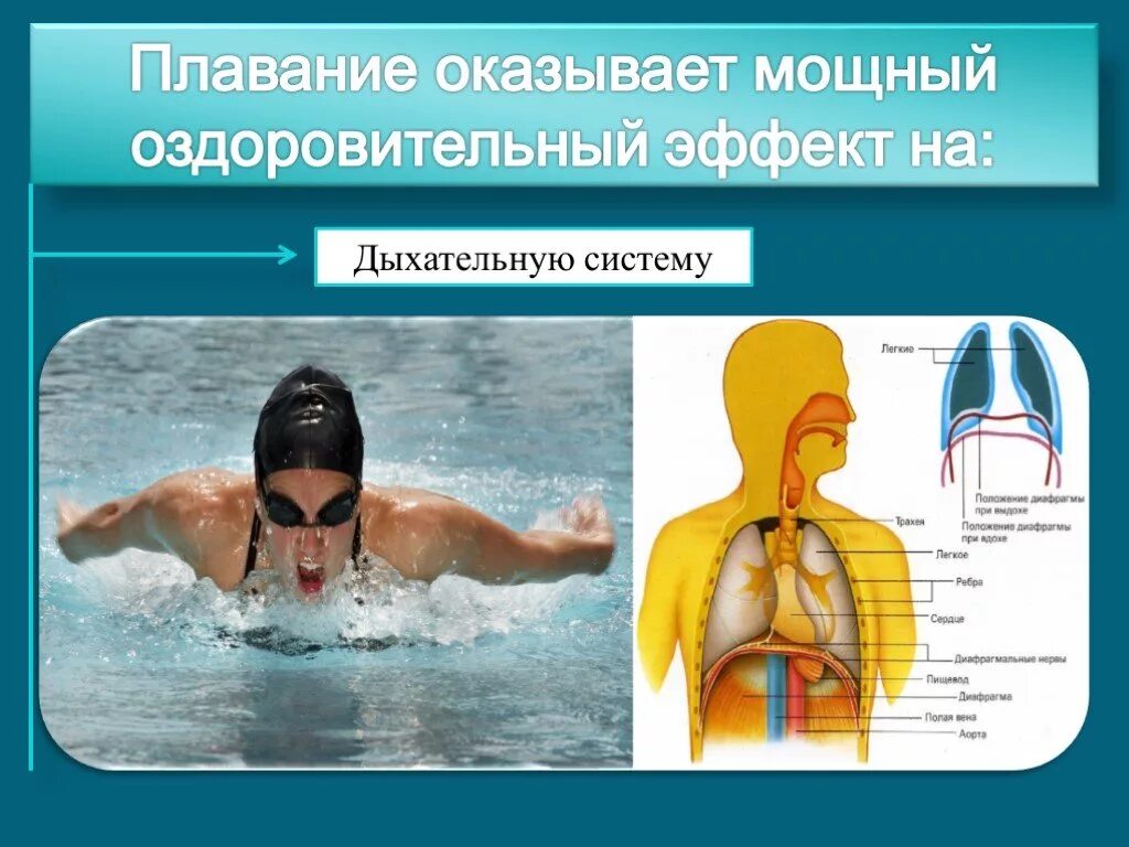 Влияние плавная на организм. Влияние занятий плаванием на дыхательную систему. Влияние плавания на организм. Влияние плавания на здоровье человека.