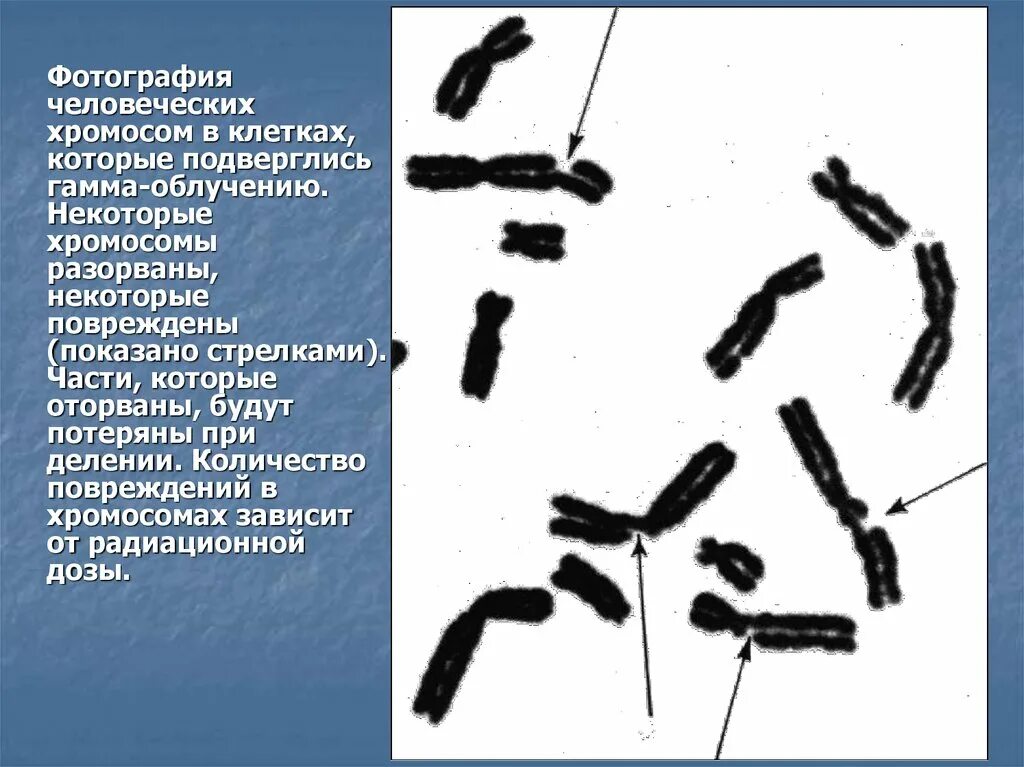 Поврежденная хромосома. Хромосомная повреждения. Разрушение хромосом. Делеция хромосомы. Хромосомы речного рака