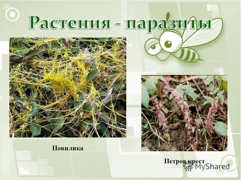 утрата хлорофилла у повилики. раффлезия и повилика. утрата хлорофилла у повилики. корни присоски повилика. дегенерация у растений паразитов.