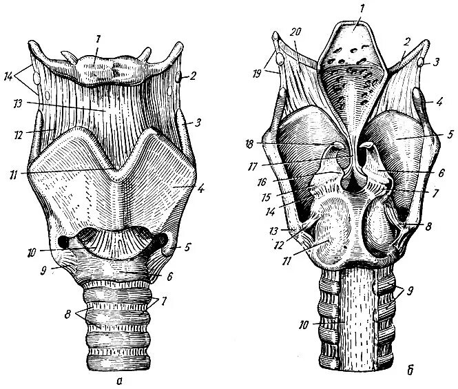 На рисунке изображено строение гортани выберите две. Хрящи трахеи анатомия. Черпаловидный хрящ гортани анатомия. Связки и хрящи гортани вид спереди. Хрящи гортани анатомия рис.