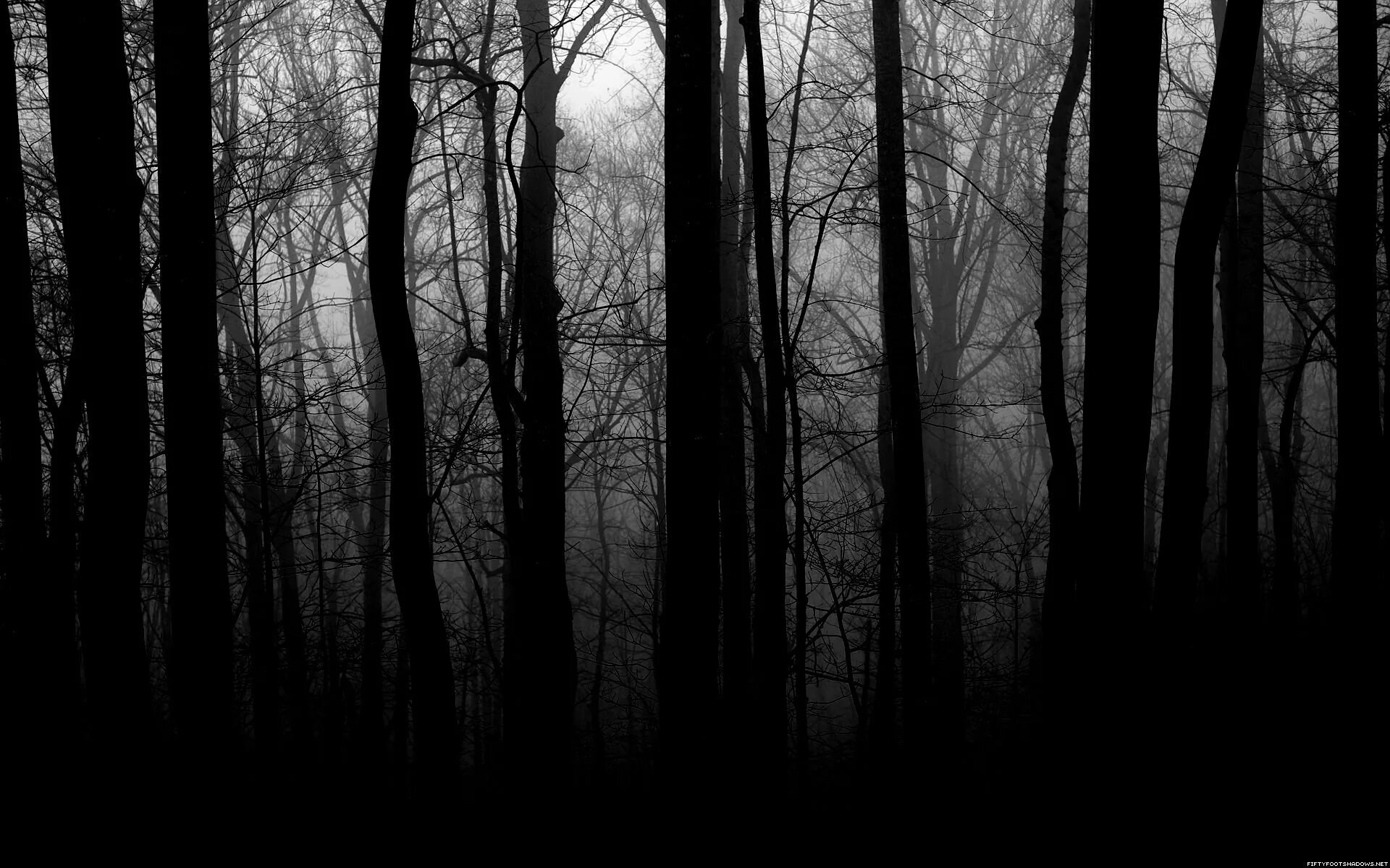 Мрачный 3 буквы 1 в. Темный лес. Мрачный лес. Страшный лес. Лес тёмный мрачный.