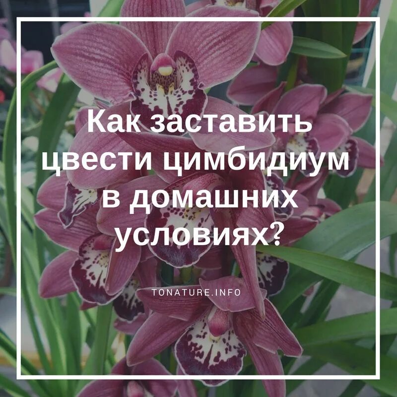 Орхидея Цимбидиум в домашних условиях. Орхидея Цимбидиум пересадка. Как заставить цвести Цимбидиум в домашних условиях. Цимбидиум Орхидея уход в домашних условиях.