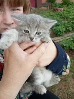 Котята энгельс в добрые