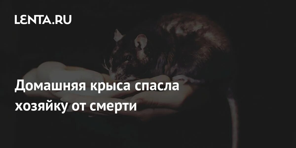 Крыса спасла мир