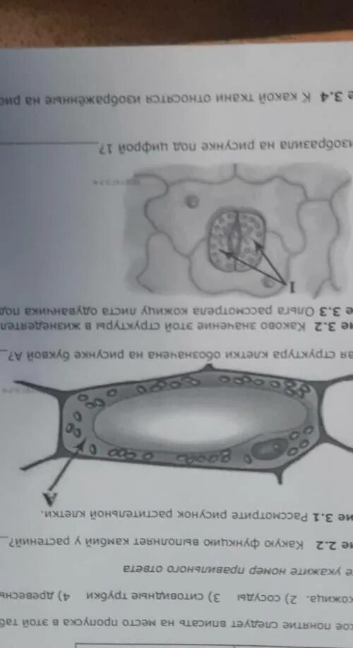 Клетка обозначенная на рисунке. Рассмотрите рисунок клетки. Рассмотрите рисунок растительной клетки. Рассмотрите рисунок растительной клетки обозначена на рисунке.