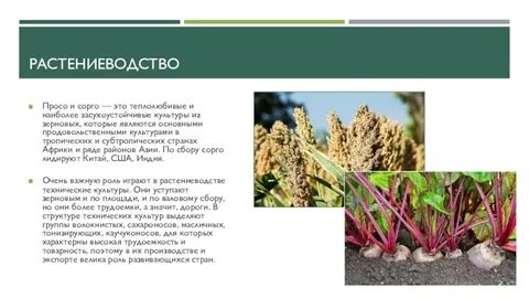 Теплолюбивая зерновая культура