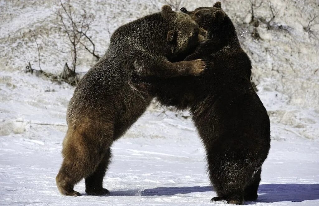 Медвежьи объятия. Медвежата дерутся. Медведь Гризли драка.