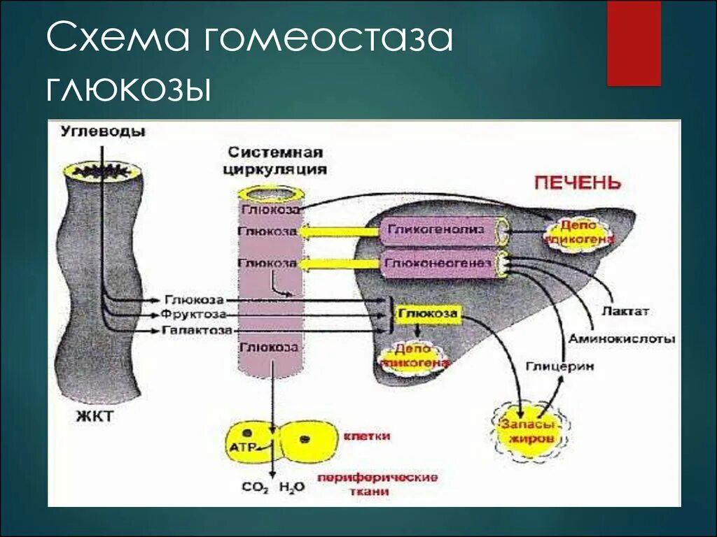 Гомеостаз схема. Схема регуляции гомеостаза. Схема поддержания гомеостаза. Физиологические механизмы гомеостаза. Роль глюкозы в живых организмах