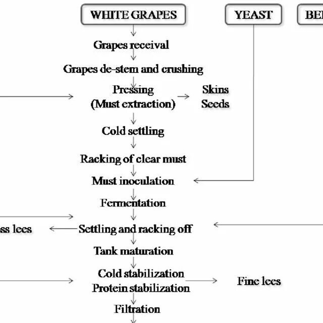Wine processing. White wine making process. white wine production process. flow chart of wine process. red wine production process.