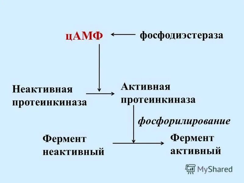 Неактивный фермент. Механизм действия фосфодиэстеразы 3. Фосфодиэстераза регуляция активности. Ингибитор фосфодиэстеразы ЦАМФ. Ингибиторы фосфодиэстеразы механизм.