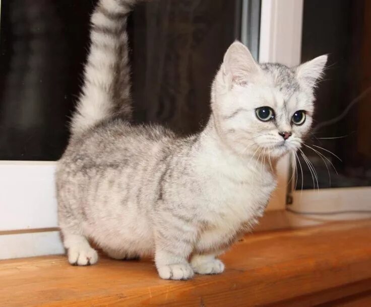 Кошки с короткими лапами породы, фото коротколапых котов