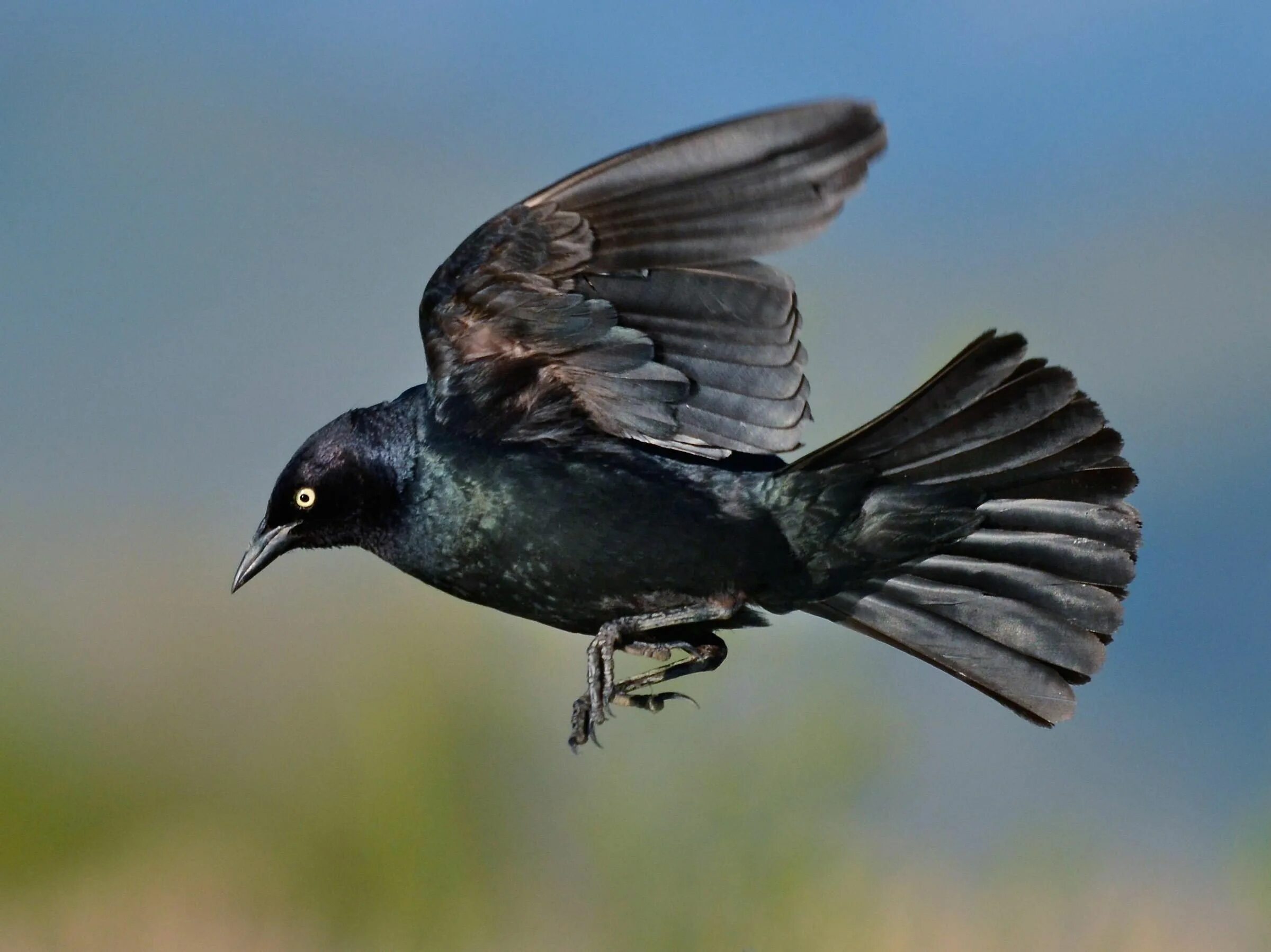 Черная птичка. Огромная черная птица. Птицы с полностью черным окрасом. Чернокрылый Воробей.