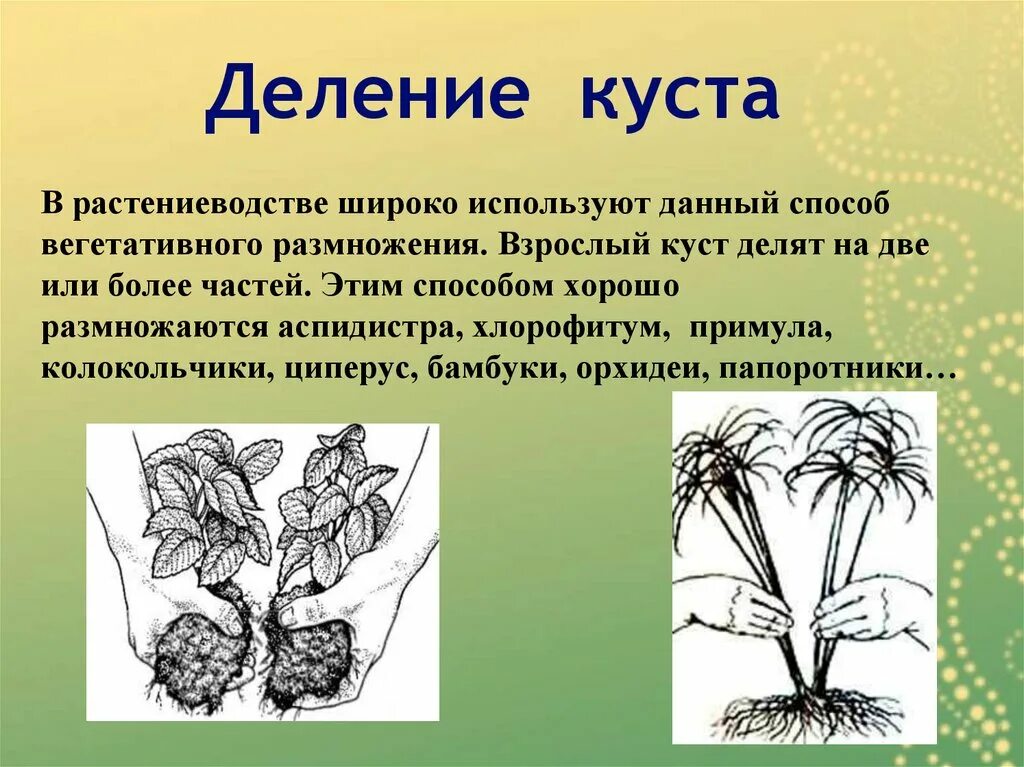 Как называется размножение. Вегетативное размножение делением куста. вегетативное размножение растений делением куста. размножение кустарников делением кустов. размножение делением куста.