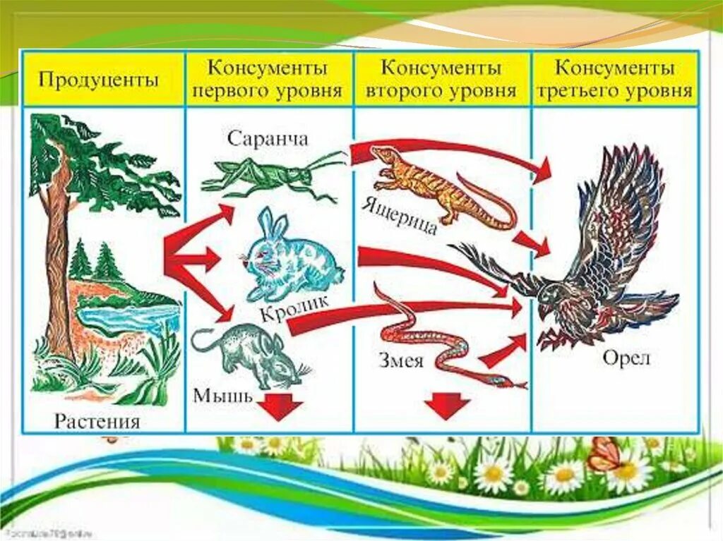 Продуценты например. Цепь питания продуценты консументы редуценты. Пищевая цепь продуценты консументы редуценты примеры. Цепь питания редуцентов консументов продуцентов. Уель питания продуцент консумент.