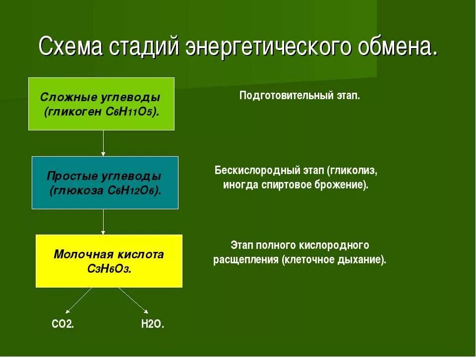 Подготовительный этап энергетического обмена схема. Схема подготовительной стадии энергетического обмена. Кислородный этап энергетического обмена схема. Этапы энергетического обмена 3 этапа