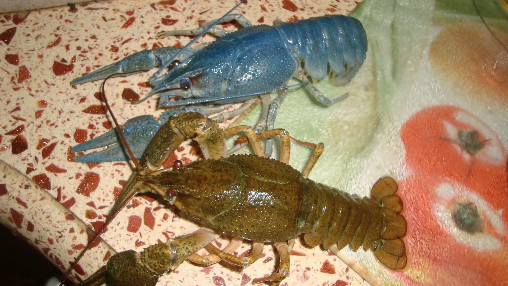 Синий лобстер. Почему рак синий. Cherax quadricarinatus. Почему рак синий. Флоридский омар.