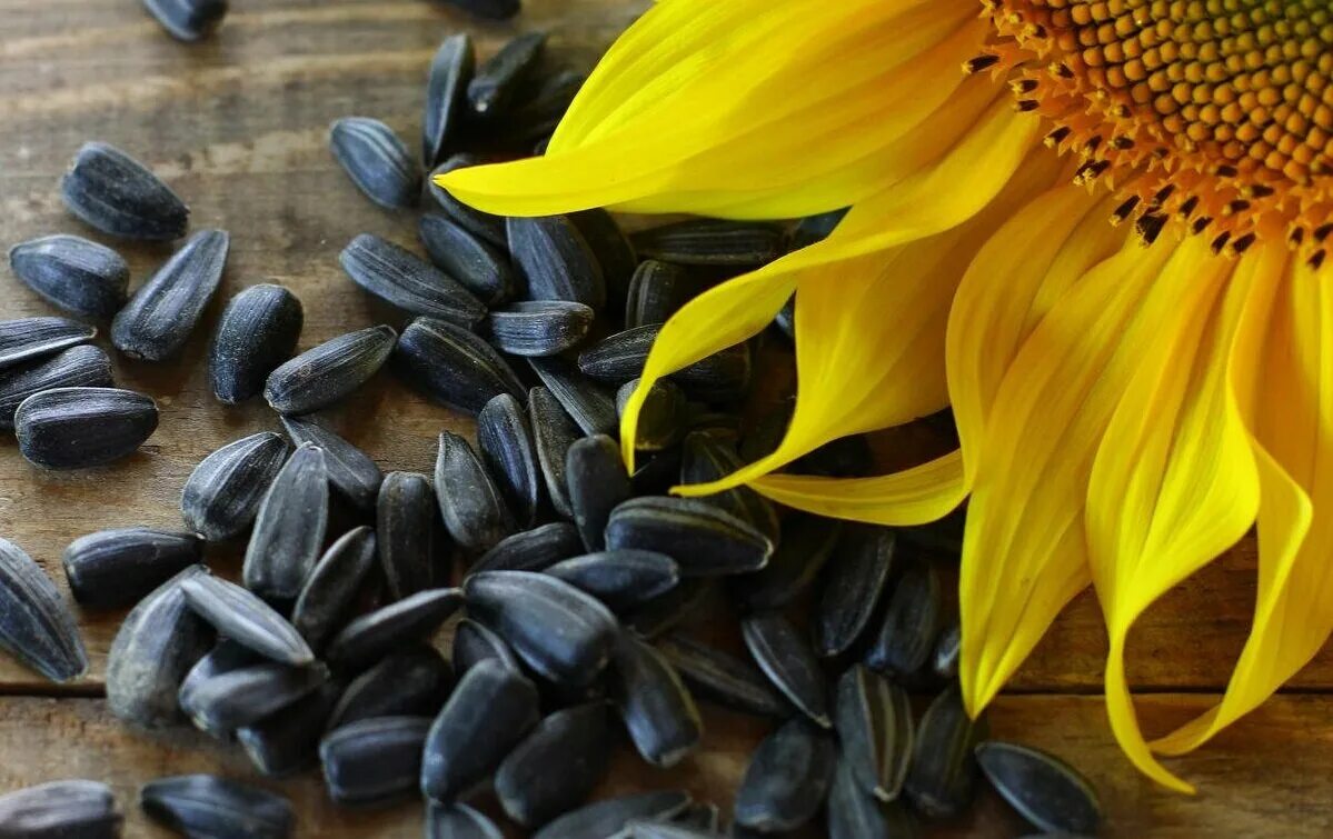 Влажные семена. Helianthus annuus семена подсолнечника. семена подсолнечника (sunflower seeds. чакинские семена подсолнечника. helianthus annuus (sunflower) seed oil.