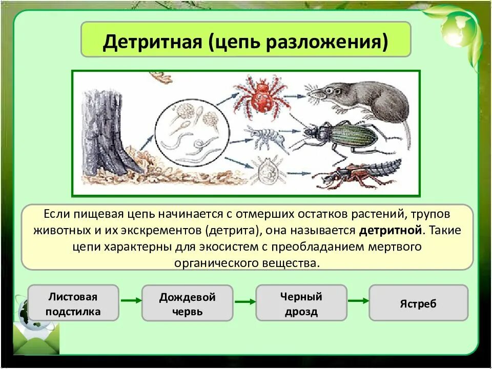 Детритные пищевые цепи могут начинаться с