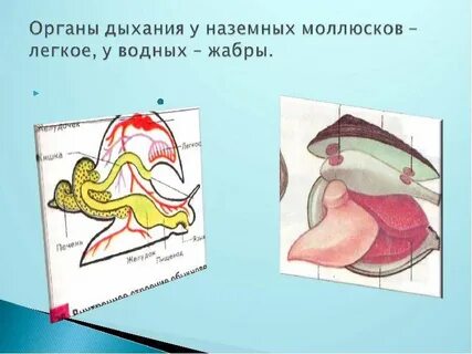 Моллюски дышат всей поверхностью тела