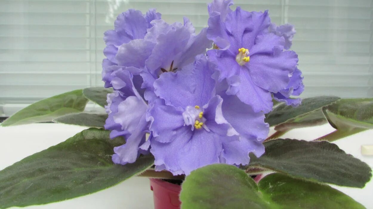 Фиалка волк. Фиалка морской волк. Сорт фиалки морской волк. Ек морской волк. Фиалка волк.