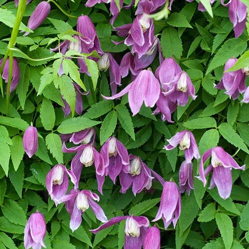 Clematis Alpina 'Constance' Pépinière Cramer Inc.