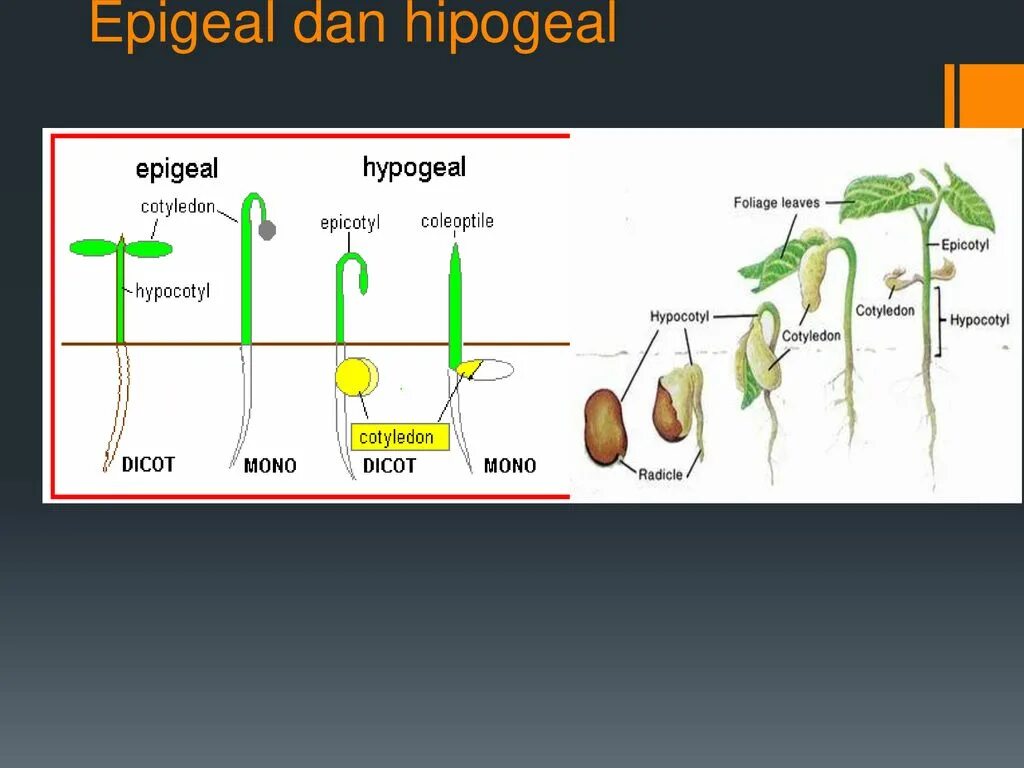 Колеоптиль. Epigeal. Epigeal Srephaia. Hypogeal.