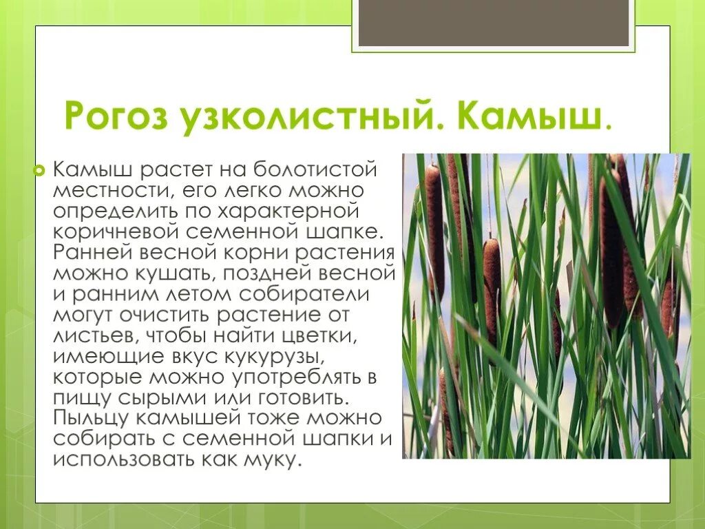 Камыш щетиновидный. Камыш трёхгранный. Рогоз карликовый. Камыш рогоз чакан. Камыш описание кратко.