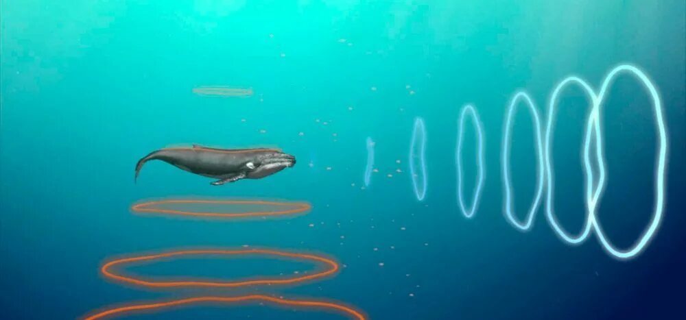 Звуковая волна под водой. Звуковые волны в воде. Звуковые волны под водой. Звуковые волны китов. Инфразвук в воде.