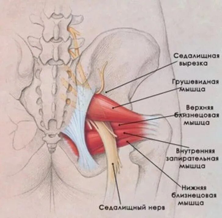 Мышца седалищного нерва. Грушевидная мышцы ягодицы анатомия. Синдром грушевидной мышцы анатомия. Грушевидная мышца и седалищный нерв анатомия. Седалищный нерв анатомия таз.