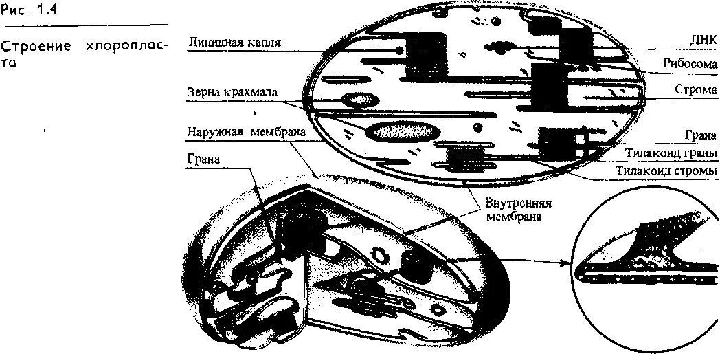 Клетки содержат пластиды растения или бактерии. Внутреннее строение хлоропласта. Строение хлоропласта. Схема строения хлоропласта. Пластиды строение.